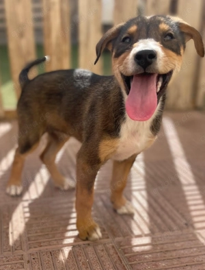 Berry und ihre Geschwister suchen ihr Zuhause