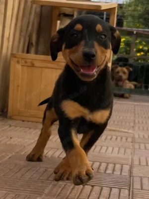 Cherry und ihre Geschwister suchen ihr Zuhause