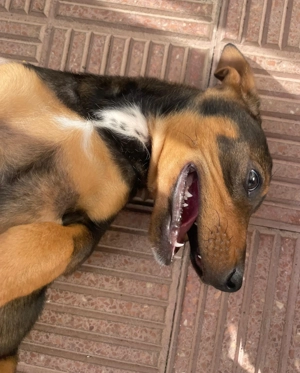 Peach und ihre Geschwister suchen ihr Zuhause