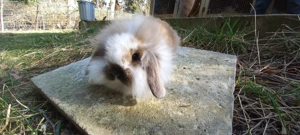 Zwerglöwenwidder Kaninchen 