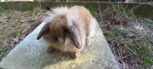 Zwerglöwenwidder Kaninchen 