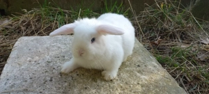 Zwergwidder Kaninchen blaue Augen 