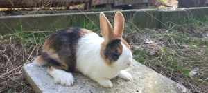 japanerfarbig-weiße Holländer Kaninchen blaue Augen 