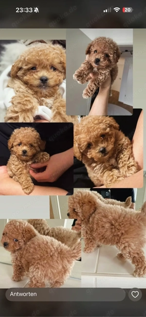 Toypudel-Rüde sucht liebevolles Zuhause    Bild 5