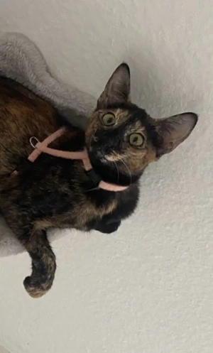 Reinrassige OKH-Prinzessin sucht Traumschloss   