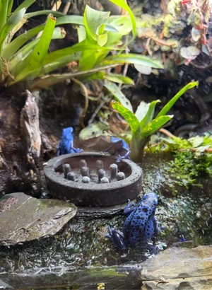 Dendrobaten Drosophila Futterschale  Bild 2