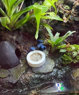 Dendrobaten Drosophila Futterschale 