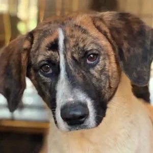 Unita, geb. ca. 02 2025, lebt in GRIECHENLAND, im städt. Tierheim Serres