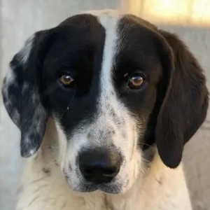  Utha, geb. ca. 02 2025, lebt in GRIECHENLAND, im städt. Tierheim Serres 