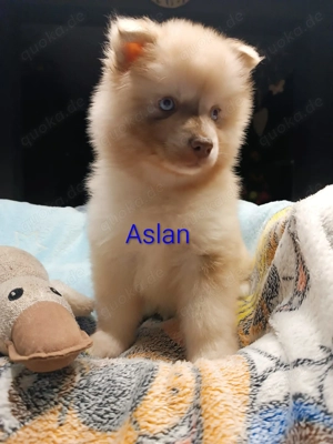 Pomsky F2 Welpen  Pomeranian (Zwergspitz)- Sibirscher Husky