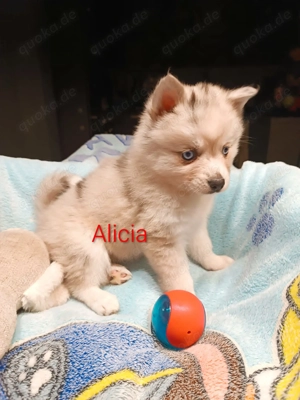 Pomsky F2 Welpen  Pomeranian (Zwergspitz)- Sibirscher Husky Bild 2