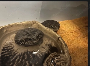 Agakröten Paar ca 3 Jahre alt 