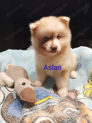 Pomsky F2 Pomeranian - Sibirscher Husky Welpen 