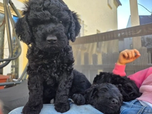 Bernedoodle F1B Welpen Goldendoodle Labradoodle Doodle Pudelmix Bernersennenhund 