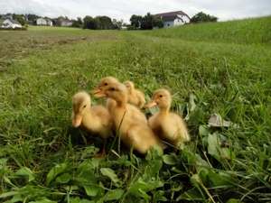 Bruteier und Küken von reinrassigen Sachsenenten