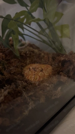 Schmuckhornfrosch Pikachu (+Terrarium und Ausstattung)