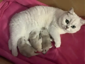  BKH Kitten mit Stammbaum!