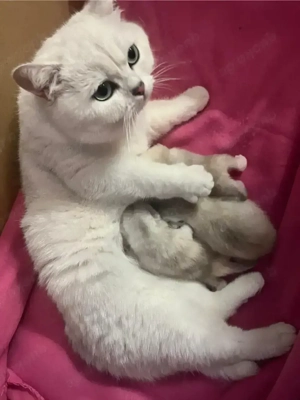  BKH Kitten mit Stammbaum! Bild 5