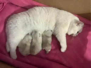  BKH Kitten mit Stammbaum! Bild 4