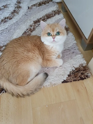 Reinrassig BKH Weiblich in black golden shell mit Stammbaum 