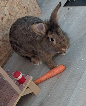 dieser kleine süße mann sucht ein neurs Zuhause 