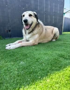 Kangal Mix in liebevolle Hände abzugeben gegen Schutzgebühr
