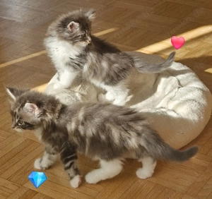 Maine Coon Kitten   