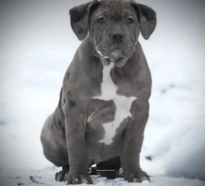 American Bully XL