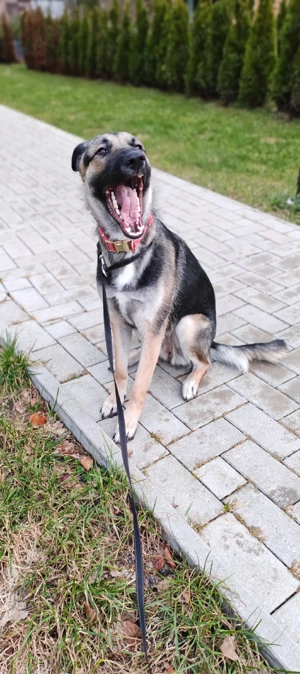 Schäferhund Mischling Labrador 