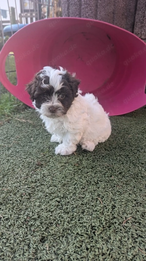 Bolonka Zwetna Welpen 