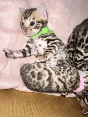 Wunderschöne reinrassige Bengalkitten 3 Jungs 2 Mädels
