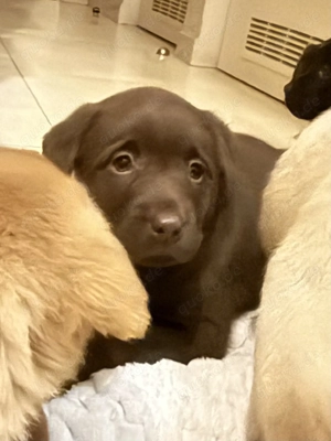 Labrador Hündin Schoko Welpe schokolabrador