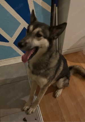 sky sucht ein neues Zuhause