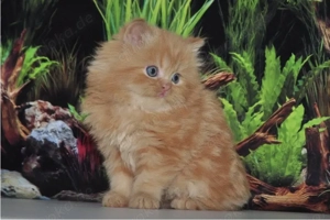 Reinrassige Perser Baby