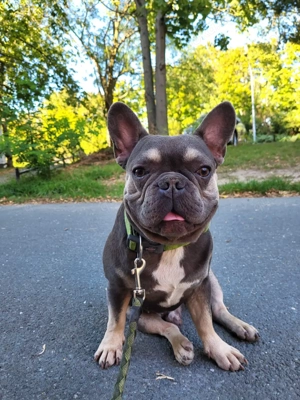 französische bulldogge blue and tan rüde 