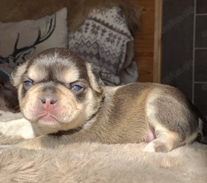 Premium Französische Bulldoggen Welpen aus promovierter Zucht