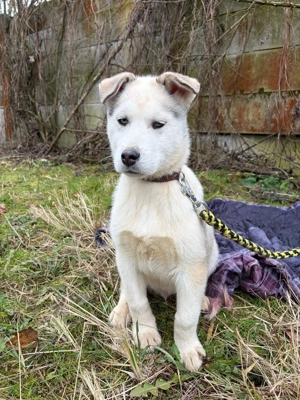 *ACE* Der Husky-Mix-Welpe ist auf der Suche nach seinem eigenen Zuhause