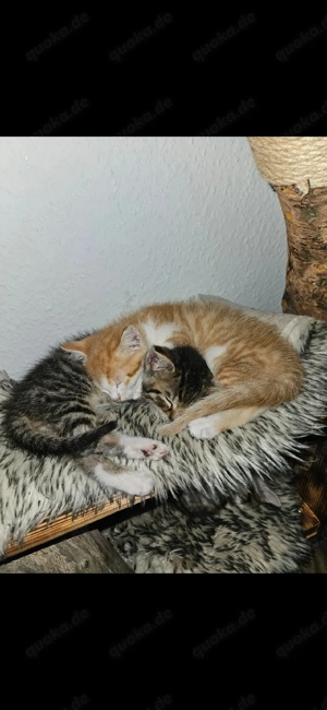 Kater und Katze