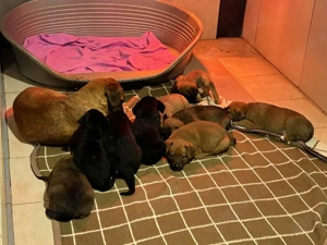 Welpe *BAGHIRA* - wer kann ihm ein Körbchen anbieten