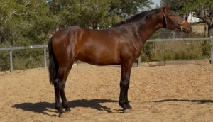 Duque ABS, PRE Pua Raza Espanola, Hengst, 3 Jahre, Brauner  Bild 3