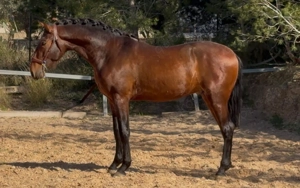 Duque ABS, PRE Pua Raza Espanola, Hengst, 3 Jahre, Brauner  Bild 2