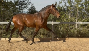 Duque ABS, PRE Pua Raza Espanola, Hengst, 3 Jahre, Brauner  Bild 5