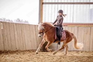 Bergfee - Haflinger Stute, 8 Jahre, Fuchs mit hellem Langhaar Bild 3