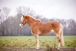 Bergfee - Haflinger Stute, 8 Jahre, Fuchs mit hellem Langhaar Bild 4