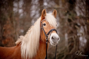 Bergfee - Haflinger Stute, 8 Jahre, Fuchs mit hellem Langhaar Bild 2