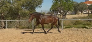 Duque ABS, PRE Pua Raza Espanola, Hengst, 3 Jahre, Brauner  Bild 4