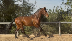 Duque ABS, PRE Pua Raza Espanola, Hengst, 3 Jahre, Brauner  Bild 6
