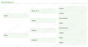 Bergfee - Haflinger Stute, 8 Jahre, Fuchs mit hellem Langhaar Bild 5