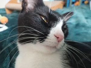 Suche für die zauberhafte Phili ein neues, liebevolles Zuhause 