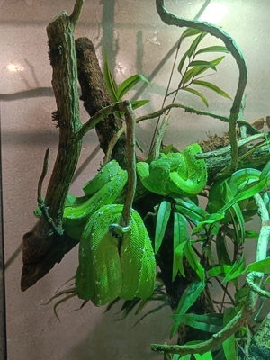 Baumpython aus Nachzucht 2025